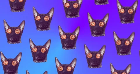 Motion pattern design. Cat and pizza. Pizza addict concept Stock Footage 100681052