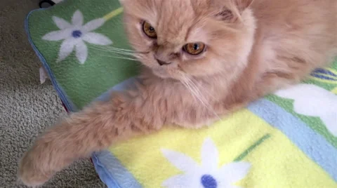 Motion of persian cat with 4k resolution Stock Footage 65240867