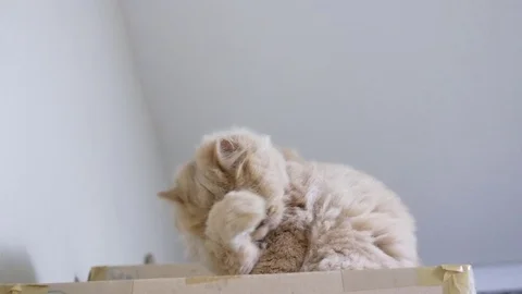 Motion of persian cat cleaning her palm on box Stock Footage 70544609
