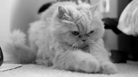 Motion of persian cat cleaning her palm on floor with black and white tone Stock Footage 74406459