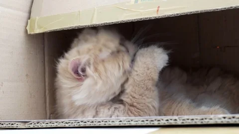 Motion of persian cat cleaning her face inside box with 4k resolution Stock Footage 75071846