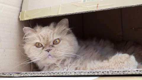 Motion of persian cat cleaning her face inside box with 4k resolution Stock Footage 75126399