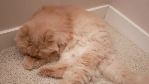 Motion of Persian cat cleaning her palm on floor at home Stock Footage 139244956