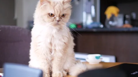 The motion of a Persian cat cleaning her paw on table Video stock 250456435