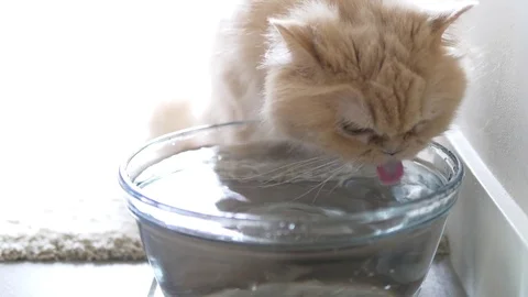 Motion of persian cat drinking water at home Stock Footage 83182660