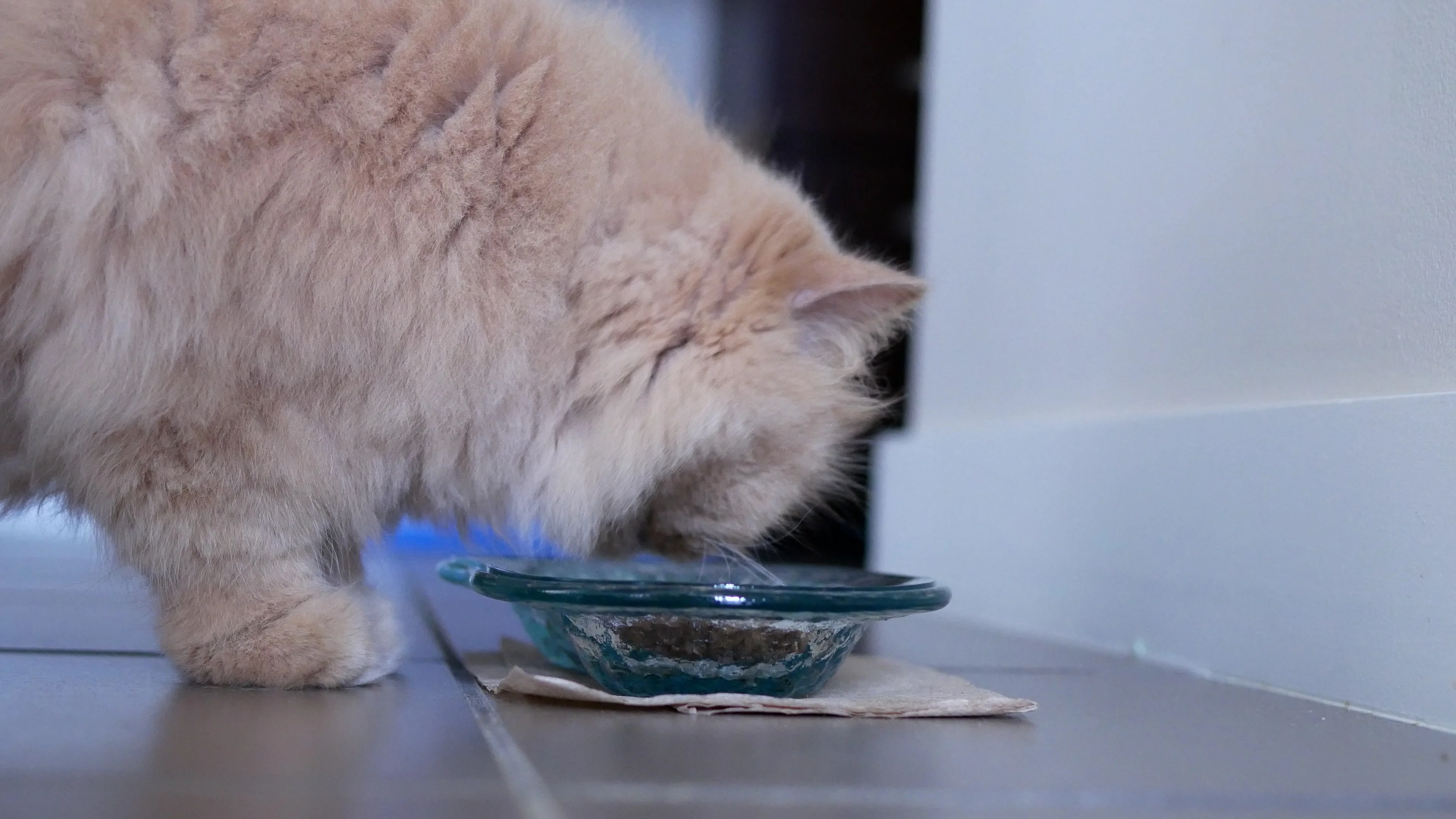 Persian cat shop eating food