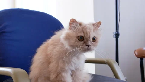Motion of Persian cat eating snack on chair with 4k resolution Stock Footage 121304360