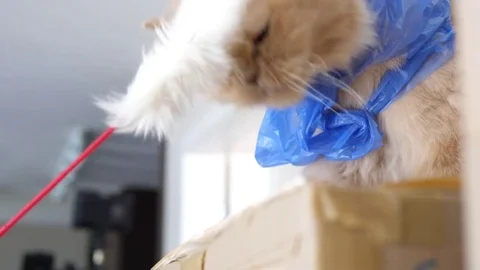 Motion of persian cat hiding behind the box and playing toy with people Video stock 79933328