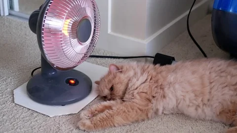Motion of persian cat lie down and enjoy heat on the floor with 4k resolution Stock Footage 71944360