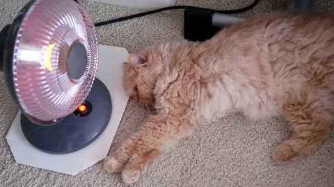 Motion of persian cat lie down and enjoy heat on the floor Video stock 71945168