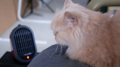 The motion of Persian cat lie down and enjoy the heat on the chair Stock Footage 151151146