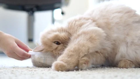Motion of persian cat playing catnip toy and posting cute face on floor Stock Footage 79913658