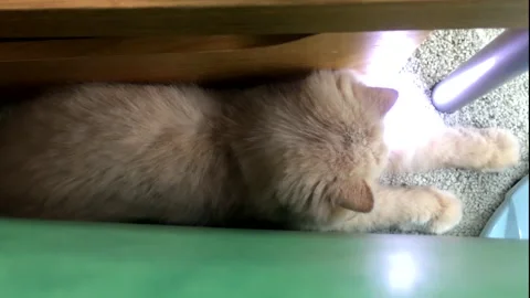 Motion of persian cat playing lighting spot with people at home Vidéo 95733861