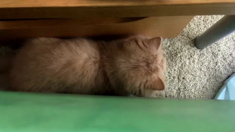 Motion of persian cat playing lighting spot with people at home Stock Footage 95759446