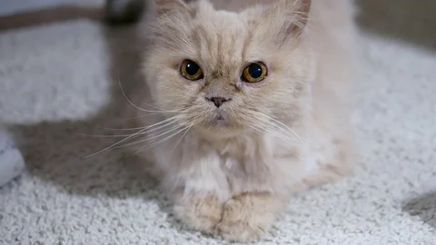 Motion of persian cat playing with people on floor Stock Footage 74897619