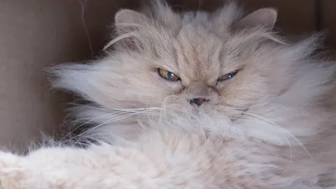 Motion of persian cat playing with people inside box with 4k resolution Video stock 103448073
