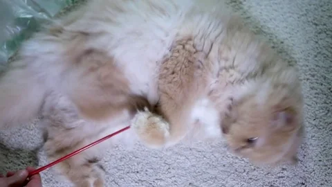 Motion of persian cat playing toy with people on floor Stock Footage