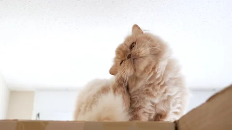 The motion of a Persian cat scratching her head on box with 4k resolution Stock Footage 157793268