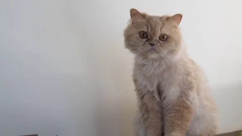 Motion of persian cat sitting on box and watching at people Stock Footage 79708742