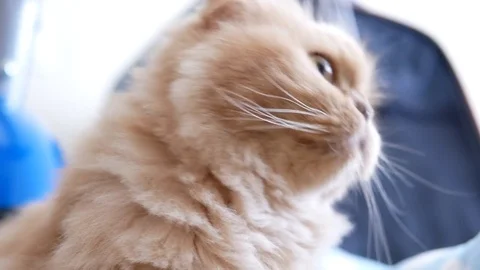 Motion of persian cat sitting on floor and watching people Stock Footage 75126188