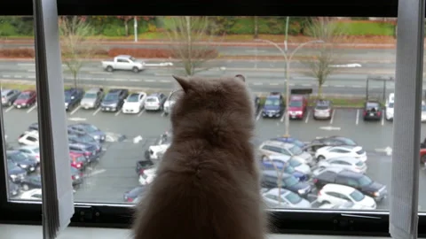 Motion of persian cat sitting on table and watching outside of window at home 스톡 동영상 97564296