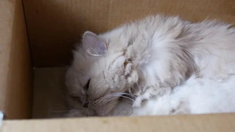 Motion of Persian cat sleeping face inside the box with 4k resolution Stock Footage 116092445