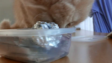 Motion of persian cat smells grass on table at home with 4k resolution 스톡 동영상 97563673