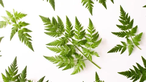 Motion picture of pattern with fern green leaves on white background top view Stock Footage 154952755