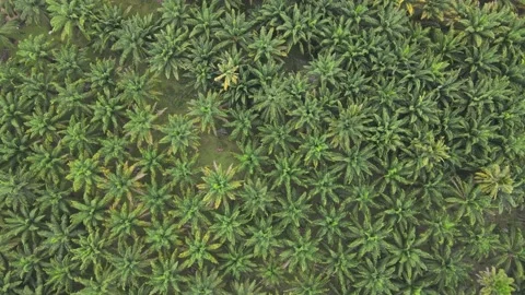 Motion picture, top view, palm plantation, economic plant in southern Thailand Stock Footage 152548488