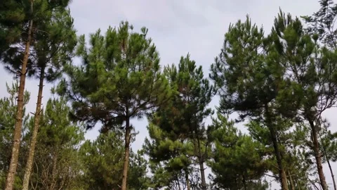 The motion of the pine leaves swaying in the wind Stock Footage 218231524