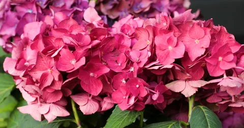 Motion of pink blooming flower of hydrangea or hortensia. Stock Footage 94370127