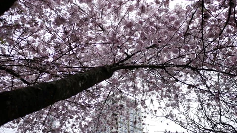 Motion of pink cherry flowers blooming in springtime with 4k resolution Stock Footage 88454013