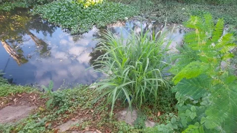 Motion of Plants, Riverside 库存影片 334329733