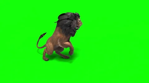 Motion Poses of a Young Lion: Power and Grace in Action on Green Background. Stock Footage 302368059