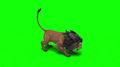 Motion Poses of a Young Lion: Power and Grace in Action on Green Background. Stock Footage 302368321