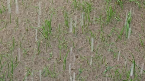 Motion of raindrops on the paddy rice fields. Stock Footage 309997464
