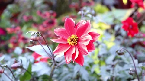 Motion of red flowers Stock Footage 47570423