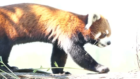 The motion of the red panda is walking o... | Stock Video | Pond5