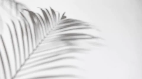 Motion of shadow palm leaf in the wind blowing overlay on white wall backgrou Stock Footage 201361677
