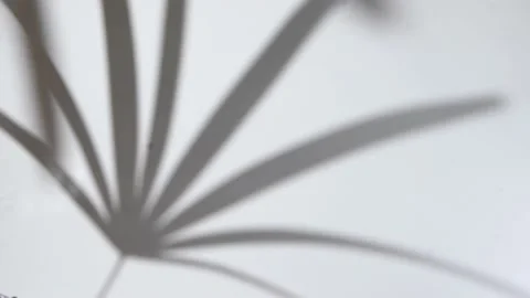 Motion of shadow palm leaf in the wind blowing overlay on white wall backgrou Stock Footage 201361846