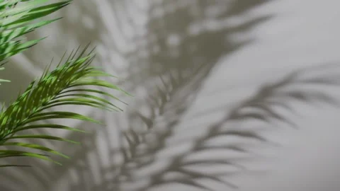 Motion of shadow palm leaves 库存影片 239857775