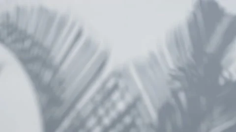 Motion of shadow palm leaves on white wall background Stock Footage 151243617