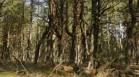 Motion with short stopping in Spring forest Stock Footage 49032395