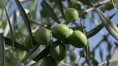 Motion shot of approach to group of green olives in the olive tree. Stock Footage