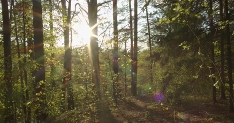 Motion shot forest with the trees growing warm sunbeams lens flare Stock Footage 131599111