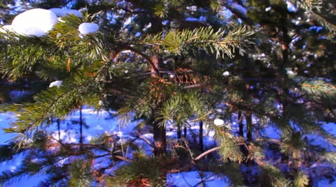 Motion shot of pine tree in the winter snowy forest Видео 978581