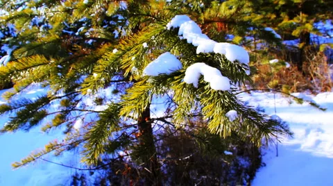 Motion shot of pine tree in the winter snowy forest Видео 978590