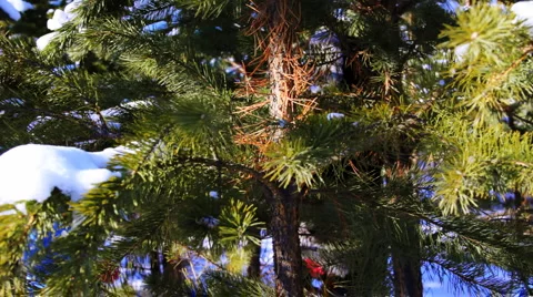 Motion shot of pine tree in the winter snowy forest Vidéo 978597
