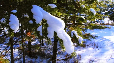 Motion shot of pine tree in the winter snowy forest Видео 978598