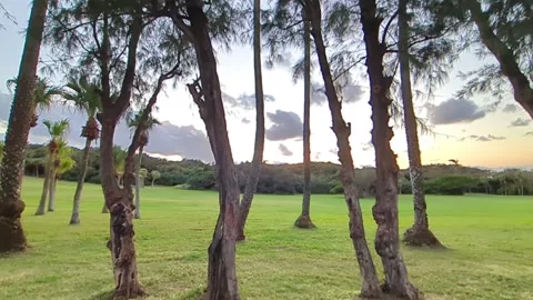 Motion shot of sunset sky throught tress and green meadow Stock Footage 295241699